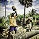 People Chopping Trees in Sri Lanka
