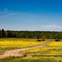 Farm Landscape with Yellow Flowers, Alabama
