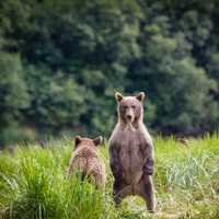 Bear Cub Standing Up