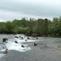 Bears all the Katmai Falls