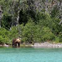 Brown Bear on the edge of Crescent Lake