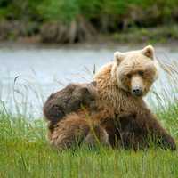 Brown bears in Lake Clark National Park, Alaska