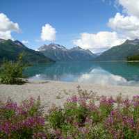 Fireweed on the beach near Crescent Lake landscape in Lake Clark National Park