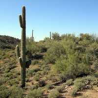 Sonoran Desert outside Wickenburg, Arizona 