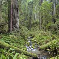 Headwaters Forest Reserve in the forest