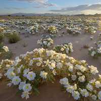 White Flowers in the desert in the Cadiz wilderness