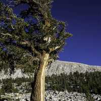 Foxtail Pine at Sequoia National Park, California