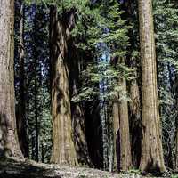 Sequoia Tree Forest at Sequoia National Park, California