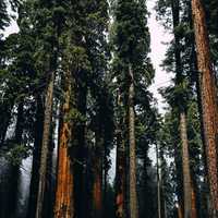 Tall Pine Forest at Sequoia National Park, California