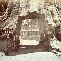 Tunnel through giant tree, Yosemite National Park 1870, California