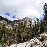 Yosemite Valley landscape with trees