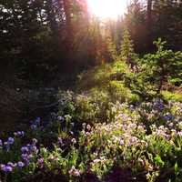 Sunlight shining through the trees and flowers