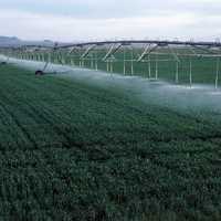 Center-pivot irrigation of wheat growing in Yuma County, Colorado