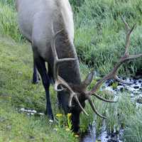 Deer drinking water at Rocky Mountains National Park, Colorado