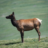 Full view of Elk standing up