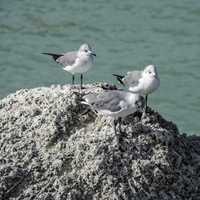 Seagulls standing on the rock at Bahia Honda State Park