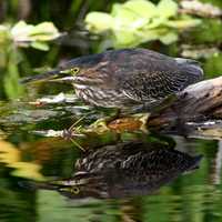 Green Heron in the Marshes, Big Cypress National Preserve