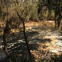 Rushing Water of the Suwanee River at Big Shaols State Park, Florida