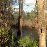 Suwanee River and Trees at Big Shaols State Park, Florida
