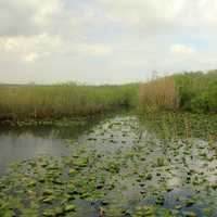 Clear pond with lillies at Everglades National Park, Florida