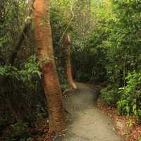 Forest Path at Everglades National Park, Florida