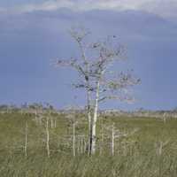 Tree in the middle of the Marsh at Everglades National Park