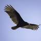 Vulture in flight in full Wingspan