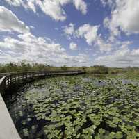 Water lillies and boardwalk with clouds and sky