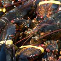 Large Maine Lobsters
