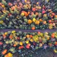 Overhead look at the trees in the Autumn in Michigan