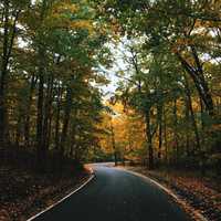 Road through the trees in Harbor Springs, Michigan