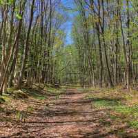 The walking path at Porcupine Mountains State Park, Michigan