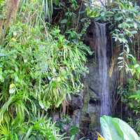 Waterfall in the Climatron in St. Louis, Missouri