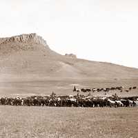 Cattle roundup near Great Falls in Montana in 1890s
