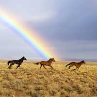 Horses Running Under the Rainbow