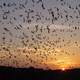 Mexican free-tailed bats coming out of Entrance at Carlsbad Caverns National Park, New Mexico