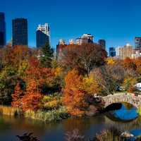 Landscape and trees in Central Park, New York City
