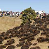 Large Herd of Buffalo down a hill