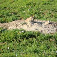 Prairie dog coming out of hole at Theodore Roosevelt National Park, North Dakota