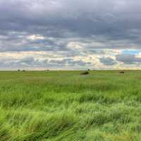 Cloudy day on the fields at White Butte, North Dakota