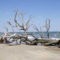 Landscape and Beach in Edisto Island in South Carolina