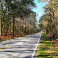 Road and Landscape in South Carolina