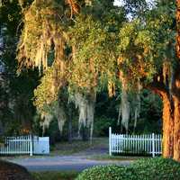 Trees and Fence in South Carolina