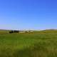 Grassland landscape at Badlands National Park, South Dakota
