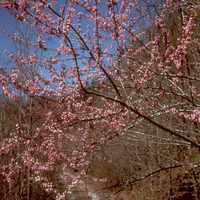 Pink Flowers in spring at Big South Fork, Tennessee