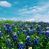 Blue Flower Field in Austin, Texas