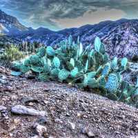 Prickly Pears on the Mountain Side at Big Bend National Park, Texas