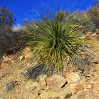 Plant on the mountain side at Big Bend National Park, Texas
