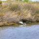 Egret fishing for prey at Galveston Island State Park, Texas