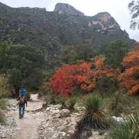 Green and Red Trees hiking in Guadalupe Mountains National Park
